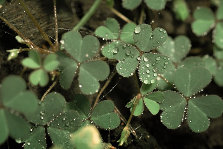 Green background with three-leaved shamrocks, Lucky Irish Four Leaf Clover in the Field for St....
