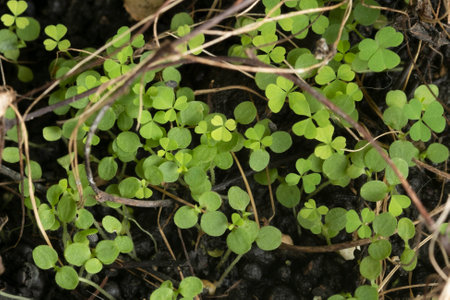 Green background with three-leaved shamrocks, Lucky Irish Four Leaf Clover in the Field for St....