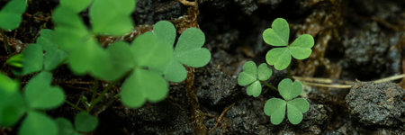 Green background with three-leaved shamrocks, Lucky Irish Four Leaf Clover in the Field for St....