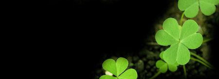 Green background with three-leaved shamrocks, Lucky Irish Four Leaf Clover in the Field for St. Patricks Day holiday symbol. with three-leaved shamrocks, St. Patrick's day holiday symbol, earth day.の写真素材