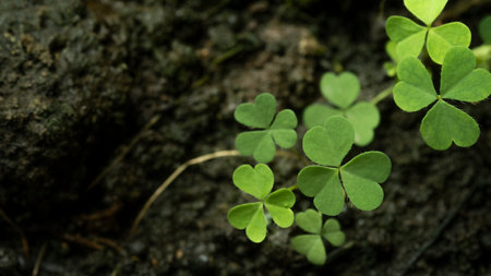 Green background with three-leaved shamrocks, Lucky Irish Four Leaf Clover in the Field for St....