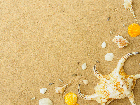 Summer holiday and vacation concept. Seashells on sand. Sea summer vacation background with space...