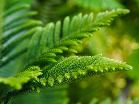Araucaria heterophylla (norfolk island pine)の写真素材