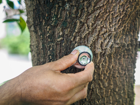 Male hand listening a tree with a stethoscope, save environment concept.の写真素材