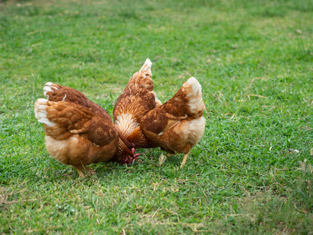 Brown chicken eating food on the grass floor. Farming & Pet Concept.の写真素材