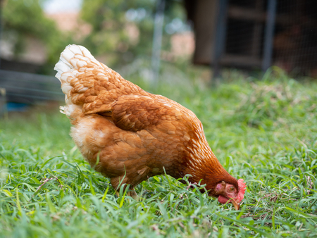 Brown chicken eating food on the grass floor. Farming & Pet Concept.の写真素材