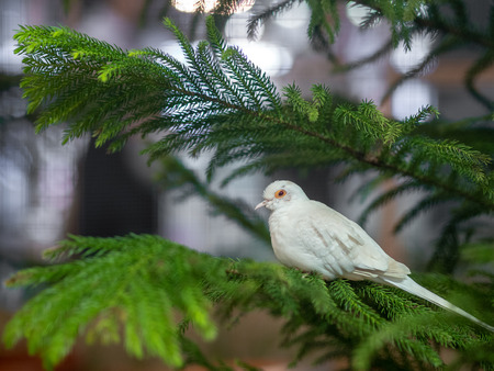 White pigeon on the pine tree branch on blur bokeh background. Pigeon Bird Concept.の写真素材
