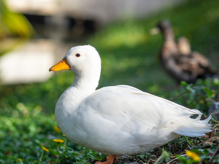 Close up white duck in the grass field. Animal Concept.の写真素材