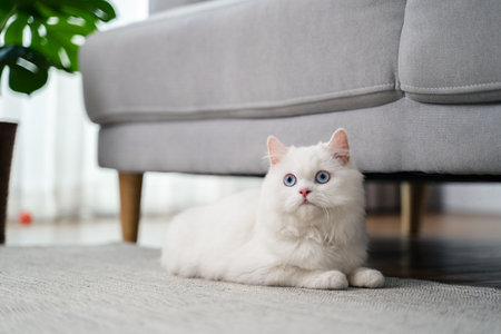The adorable white Persian cat is in the living room at home. Pet Animal Concept.の写真素材