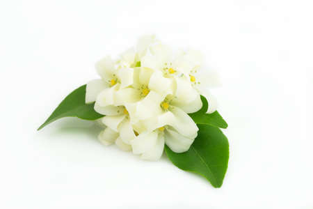 White flower, Orange Jessamine on white background, copy space available