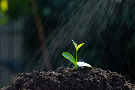 seedling are growing from soil, ecology conceptの写真素材
