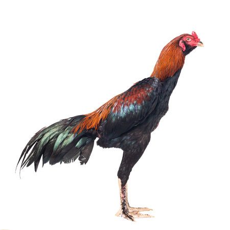 Fighting cock isolated on white backgroundの写真素材