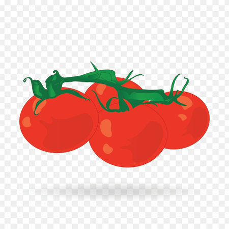 Set of tomato clip art vector illustration on transparent backgroundのイラスト素材