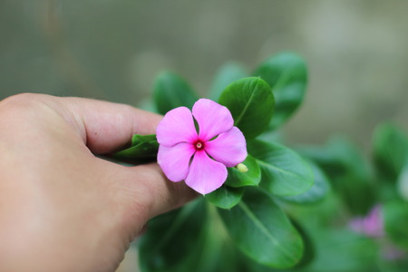 Beautiful pink flowers can be used to make cards or as background.の写真素材