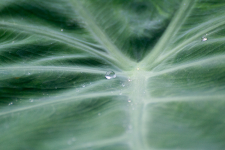 Colocasia esculenta var. aquatilis Hassk or Elephant ear Green leaf background.Can be used as a background card, business cards, or presentations of various tasks.の写真素材