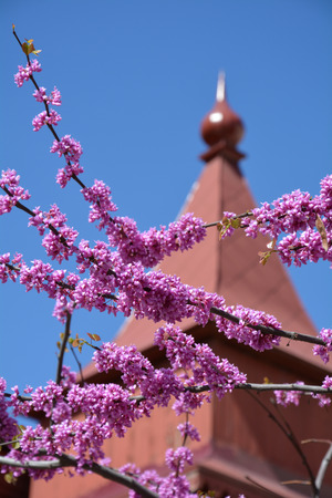 Judas tree branches against red cottage roofの写真素材