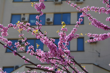 Judas tree branches in a sunny day against office building