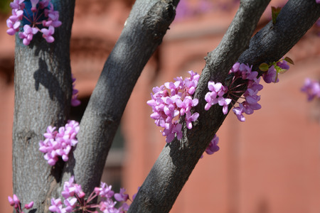 Judas tree in blossom closeup on red building backgroundの写真素材