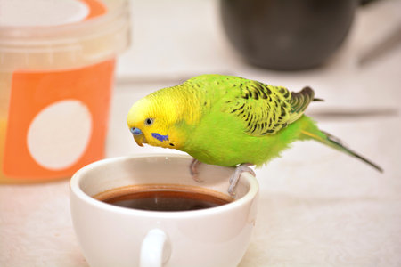 Beautiful playful green budgerigar tasting coffee on a dinner table