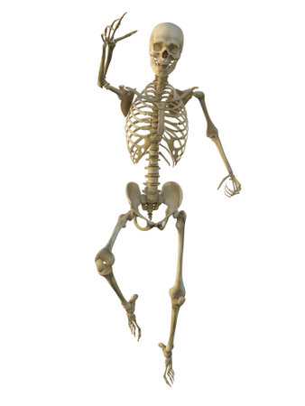 3d render of a human male skeleton isolated on white backgroundの写真素材