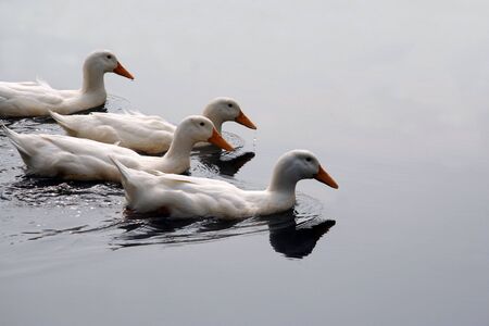 White Ducks Swimming in Formation in Pondの写真素材