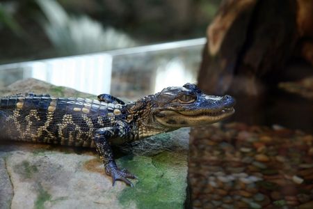 Captive  Alligator in a Water Tankの写真素材