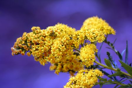 Soft Yellow Flower on a Blue Backgroundの写真素材