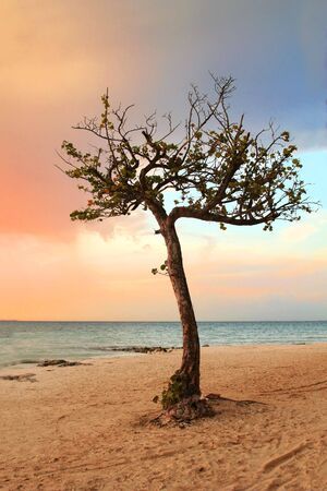 Quiet Tropical Tree in Paradise - Mexicoの写真素材