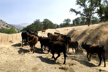 Farm Cattle on a Ranch Moving Around