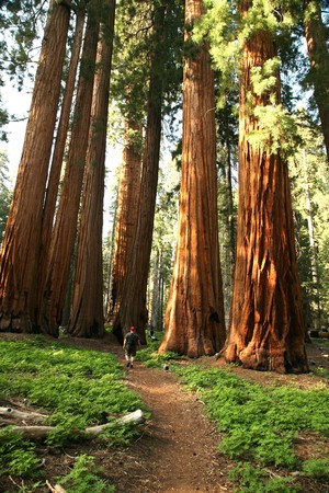 Male Hiker in Sequioa National Park