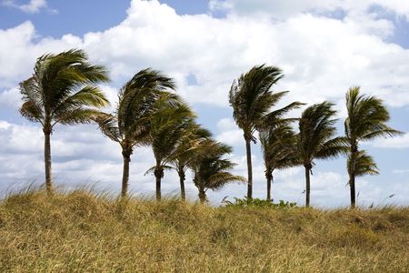 Palm Trees Blowing in the Wind in Floridaの写真素材