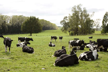 Herd of Dairy Cows on a Farm