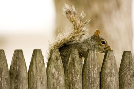 Squirrel Hiding Behind Wooden Fenceの写真素材