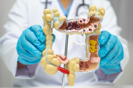 Intestine, doctor holding human anatomy model for study diagnosis and treatment in hospital.