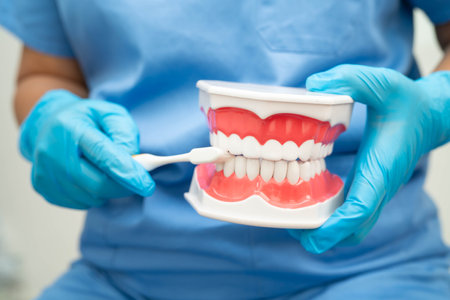 Doctor clean teeth denture with toothbrush for teach patient and dentist studying about dentistry.の写真素材