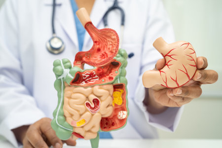 Digestive system with stomach and intestine, Asian doctor holding human anatomy model for study diagnosis and treatment in hospital.の写真素材