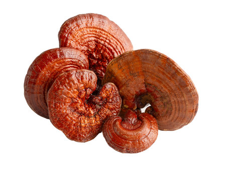 Lingzhi or Reishi mushroom isolated on white background with clipping path.の写真素材