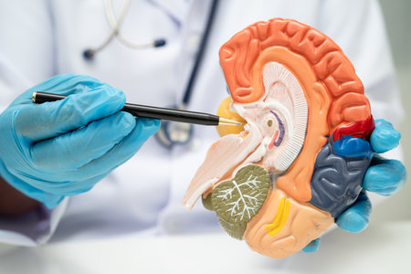 Alzheimer disease, Asian doctor holding brain anatomy model for study diagnosis and treatment in...