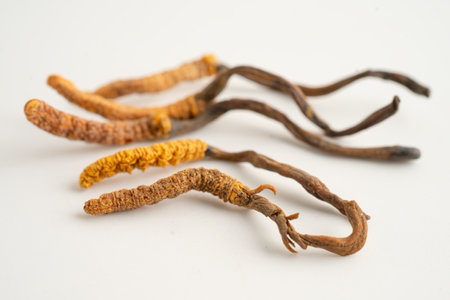Cordyceps sinensis or Ophiocordyceps sinensis isolated on white background, mushroom herb treatment...