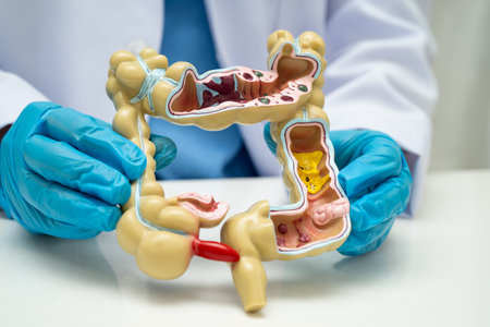 Intestine, doctor holding human anatomy model for study diagnosis and treatment in hospital.