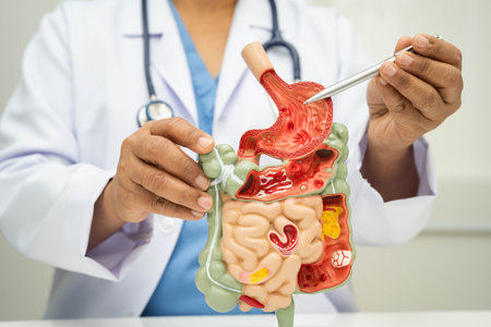 Digestive system with stomach and intestine, Asian doctor holding human anatomy model for study diagnosis and treatment in hospital.の写真素材