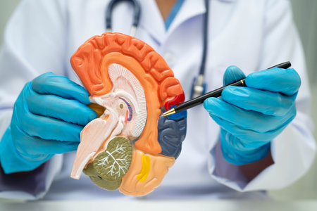Alzheimer disease, Asian doctor holding brain anatomy model for study diagnosis and treatment in...