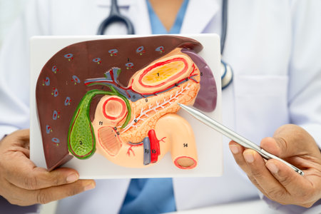 Liver with gallbladder, pancreas spleen and duodenum, Asian doctor holding human anatomy model for...