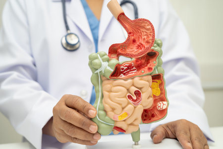 Digestive system with stomach and intestine, Asian doctor holding human anatomy model for study diagnosis and treatment in hospital.の写真素材
