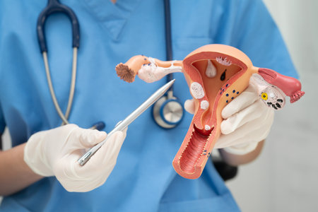 Uterus, doctor holding human anatomy model for study diagnosis and treatment in hospital.の写真素材