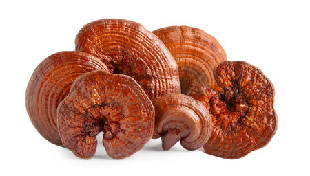 Lingzhi or Reishi mushroom isolated on white background.の写真素材