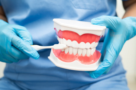 Doctor clean teeth denture with toothbrush for teach patient and dentist studying about dentistry.