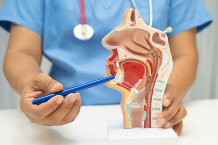 Asian doctor with nasal oral throat cavity neck human anatomy model for study diagnosis and treatment in hospital.の写真素材