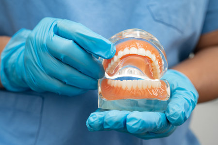 Asian dentist holding dental teeth model for learn about dentistry.