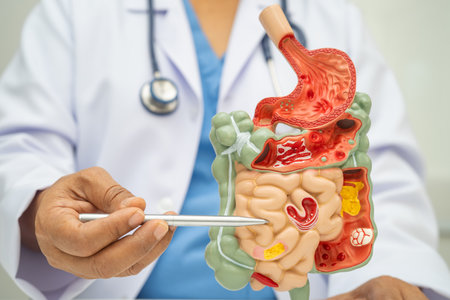 Digestive system with stomach and intestine, Asian doctor holding human anatomy model for study...